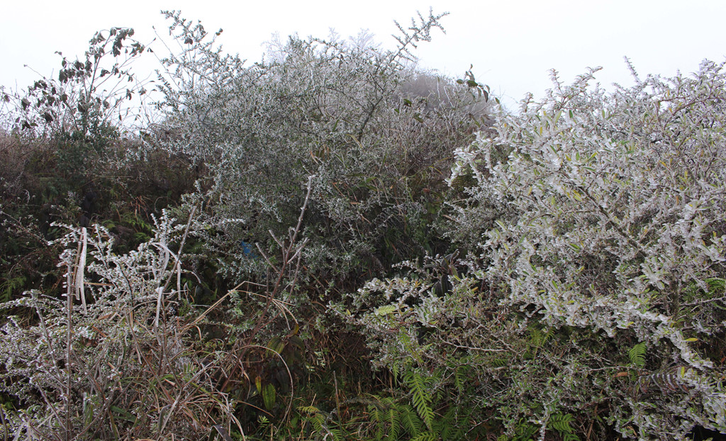 Mèo Vạc chìm trong băng giá, rét dưới -3 độ C